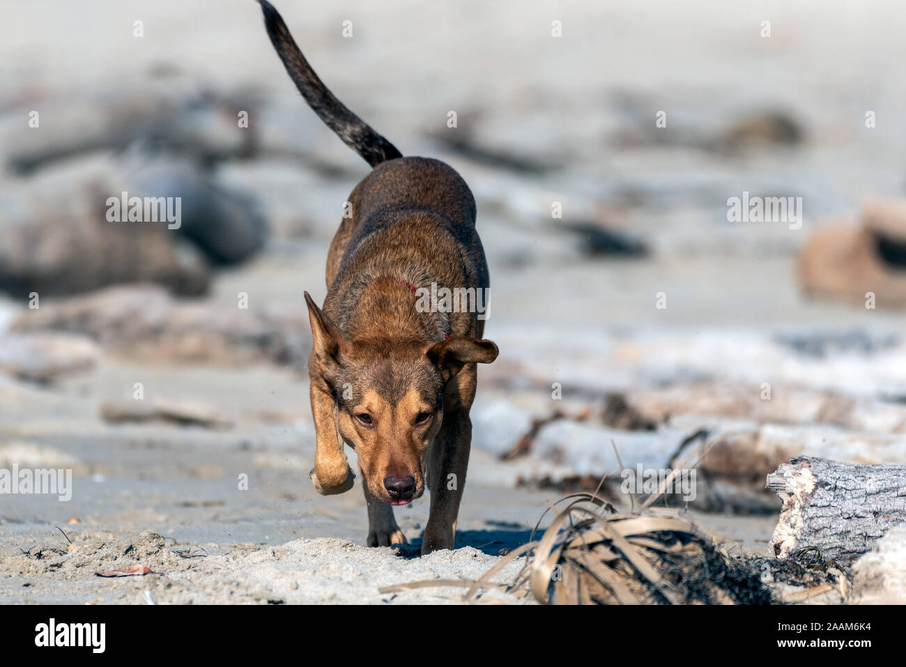 Mixed breed dog recherche attentivement le long de la surface de la plage de sable pour trouver la source de l'odeur. Banque D'Images