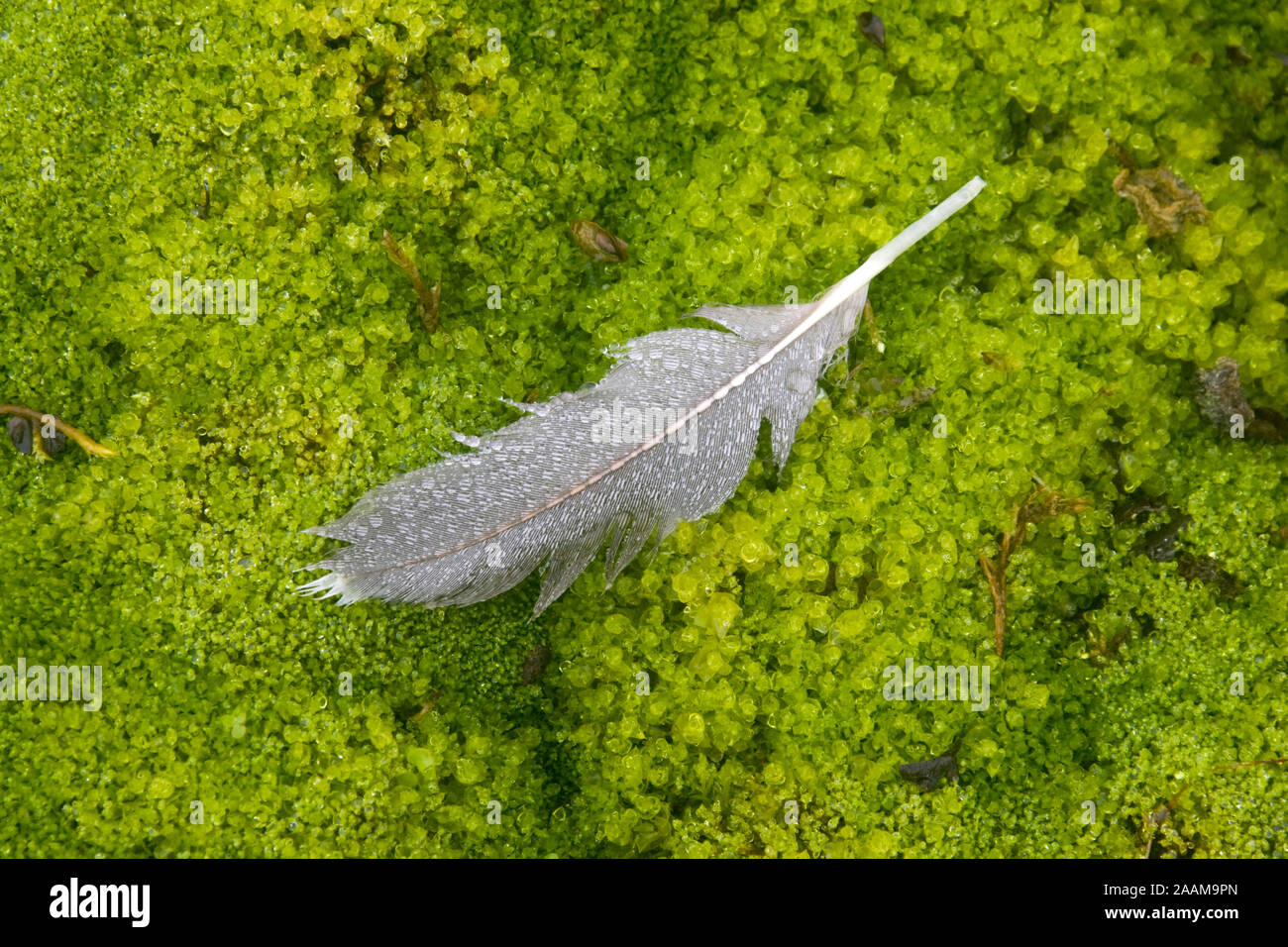 Tautropfen auf Gaensefeder | plume d'oie avec de l'eau gouttes Banque D'Images