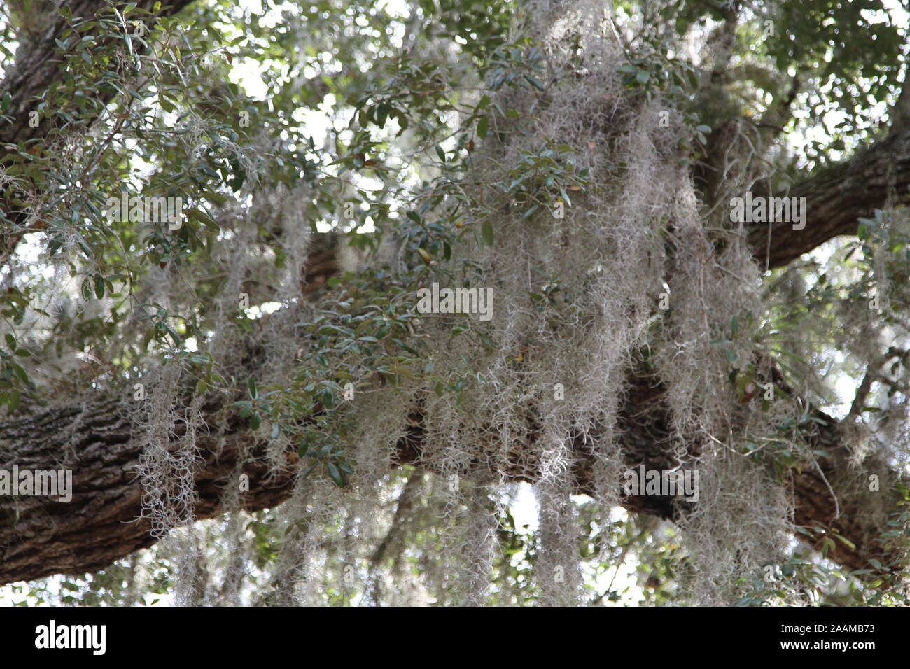 La mousse espagnole dans la mousse espagnole pendant de chênes centenaires en Floride Banque D'Images