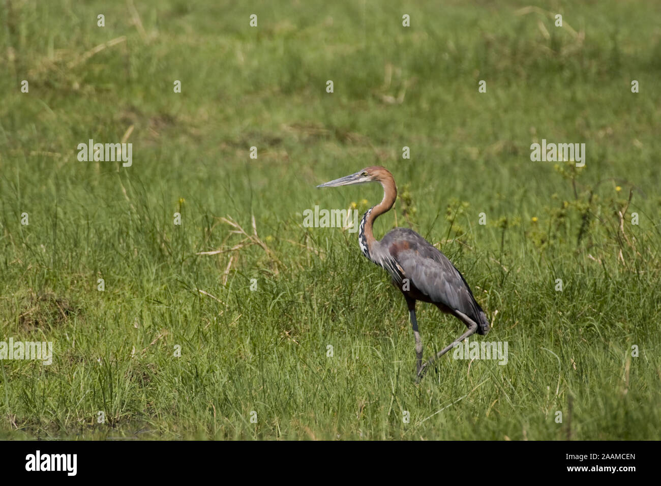 Goliathreiher | Ardea goliath - Goliath Heron Goliathreiher lauert Caprivi occidental, Namibie Banque D'Images