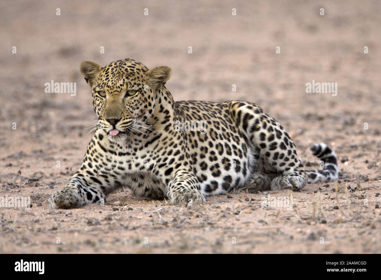 Leopard | Panthera pardus - Leopard Leoparden Maennchen ruhend Kalahari Gemsbok NP, Suedafrika Banque D'Images