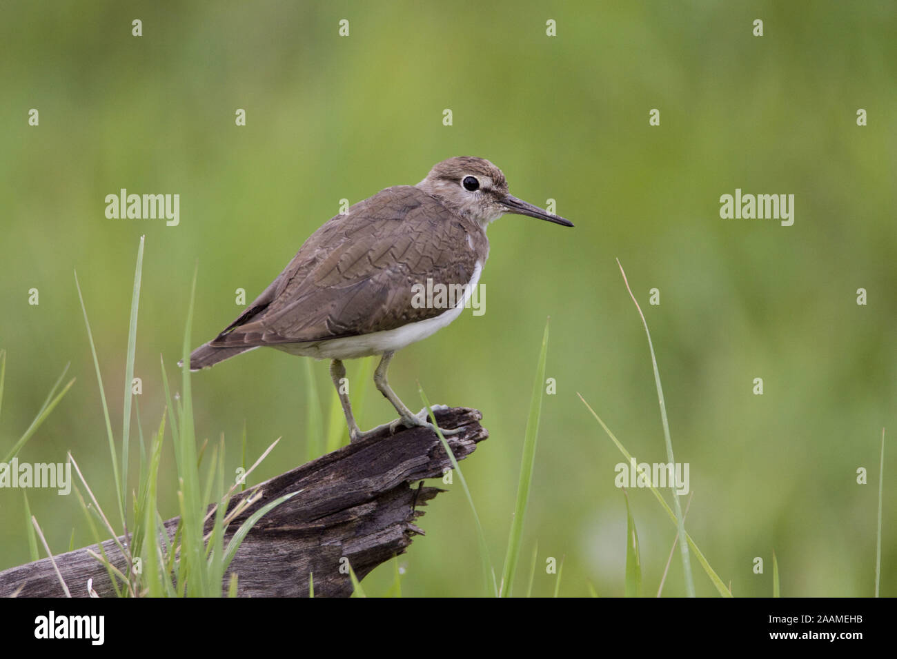 Flussuferlaeufer | Tringa albifrons - Common Sandpiper ruhend NP Mahango, Caprivi occidental, Namibie Banque D'Images