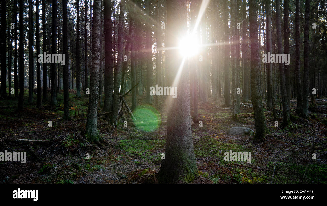 Rayon de lumière se perdre dans la forêt verte. Banque D'Images
