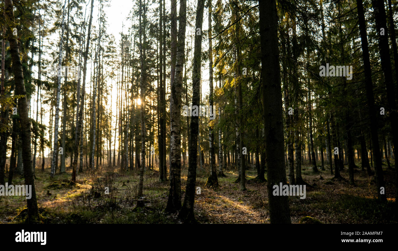 Rayon de lumière se perdre dans la forêt verte. Banque D'Images