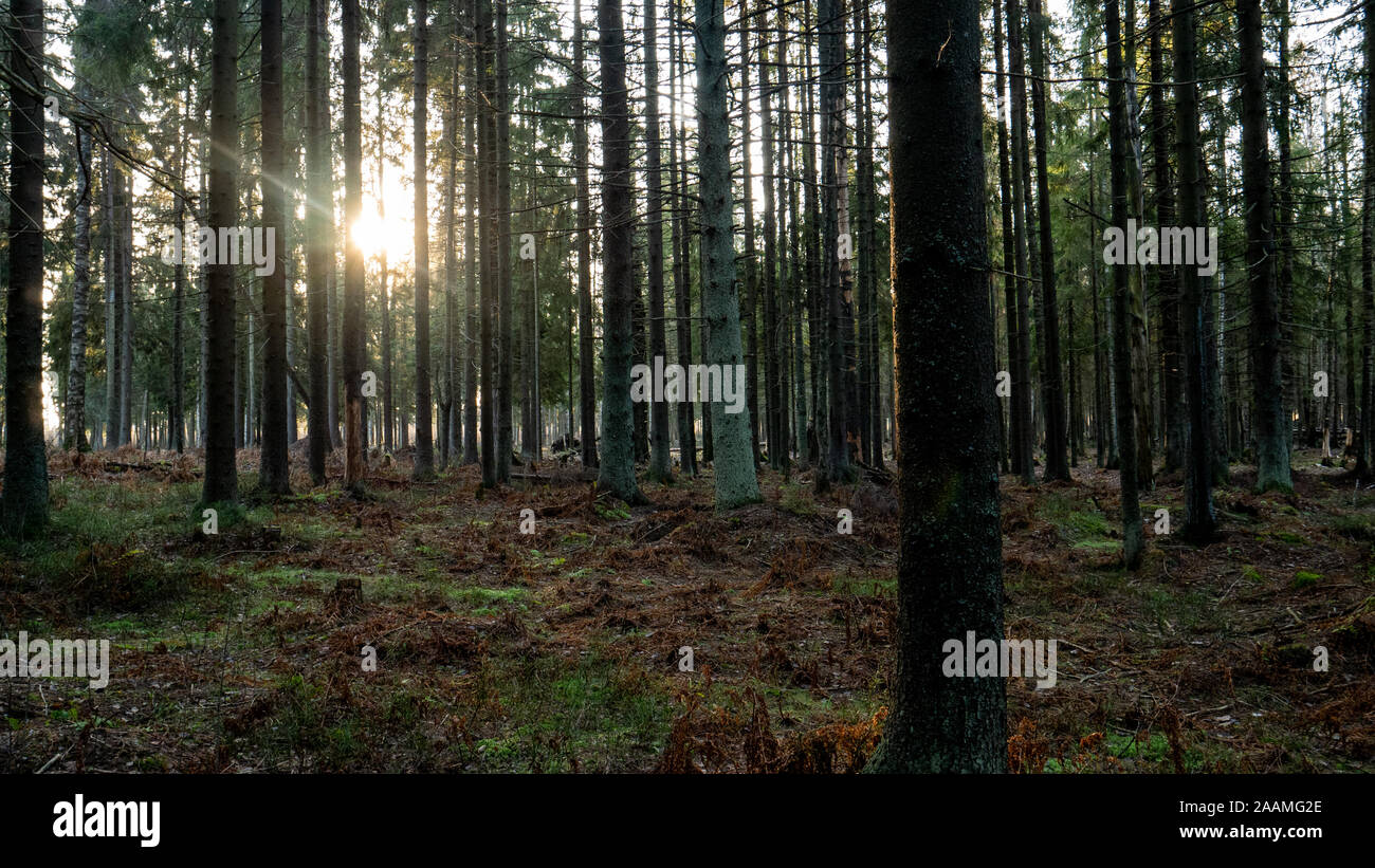 Rayon de lumière se perdre dans la forêt verte. Banque D'Images