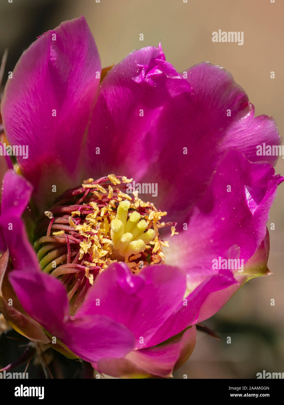 (Cholla Cylindropuntia imbricata) blossom, Bandelier National Monument, Los Alamos, Nouveau Mexique. Banque D'Images