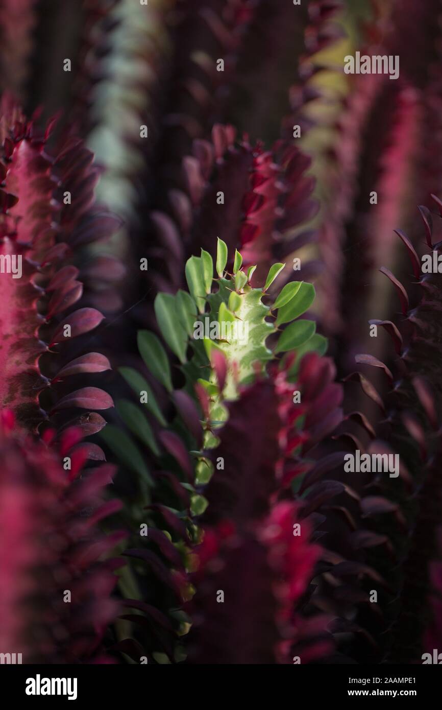 Euphorbia trigona rubra - Lait d'Afrique centrale de l'arbre. Banque D'Images