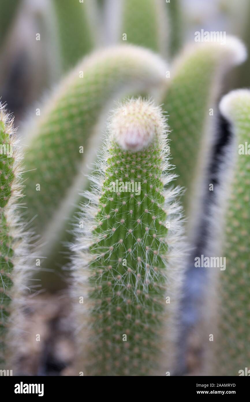 Hildewintera Colademononis - cactus queue de singe. Banque D'Images