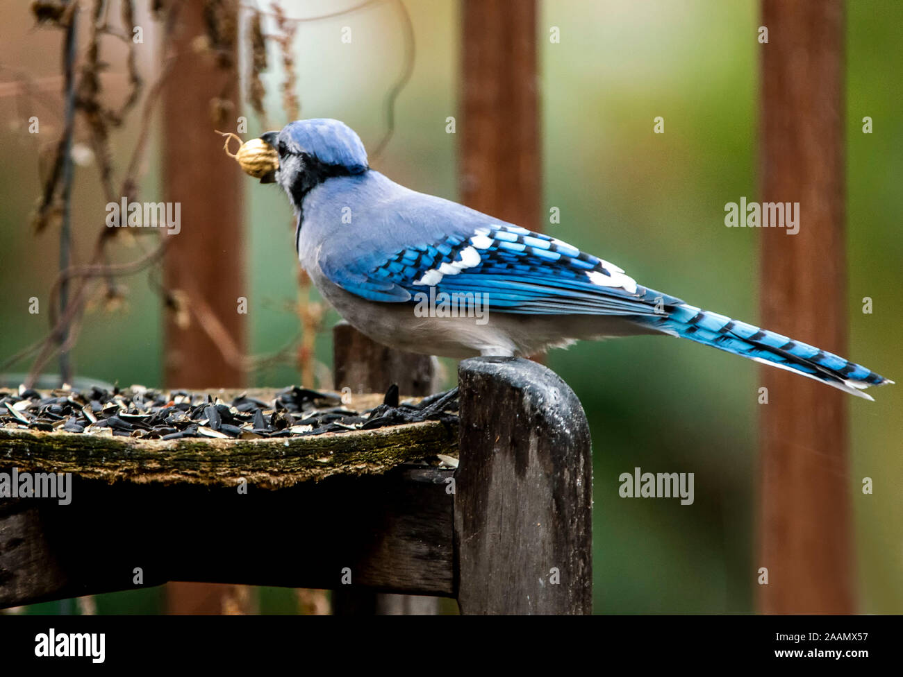Avec l'écrou d'oiseaux Banque D'Images
