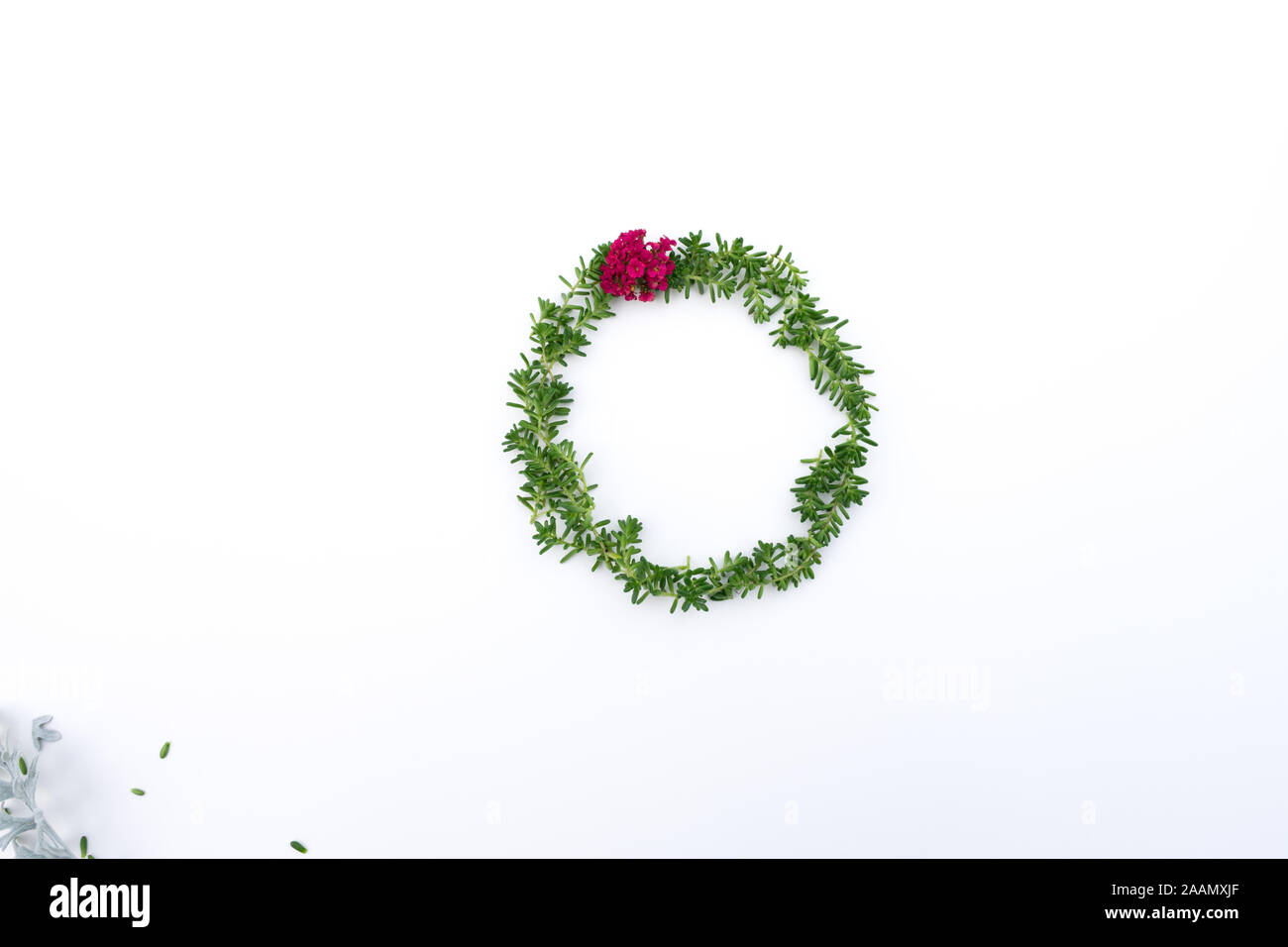Abstract Christmas wreath with plantes grasses et achillée rouge sur fond blanc minimaliste, flatlay créatif, conceptuel, prix pour la copie, la vue de dessus Banque D'Images