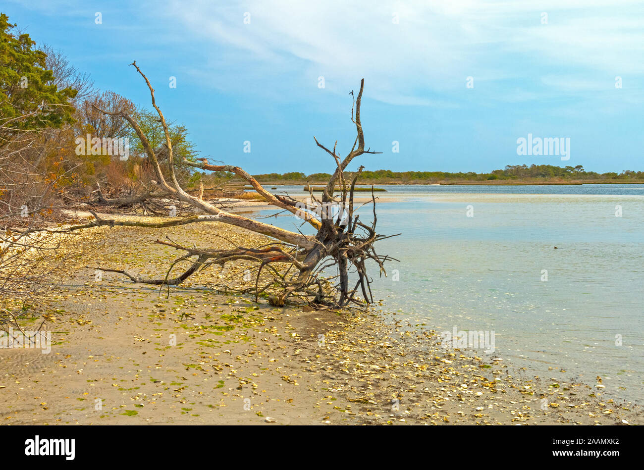 Squelette de l'arbre jusqu'à la rive de l'océan sur l'Assateague Island National Seashore dans Maryland Banque D'Images