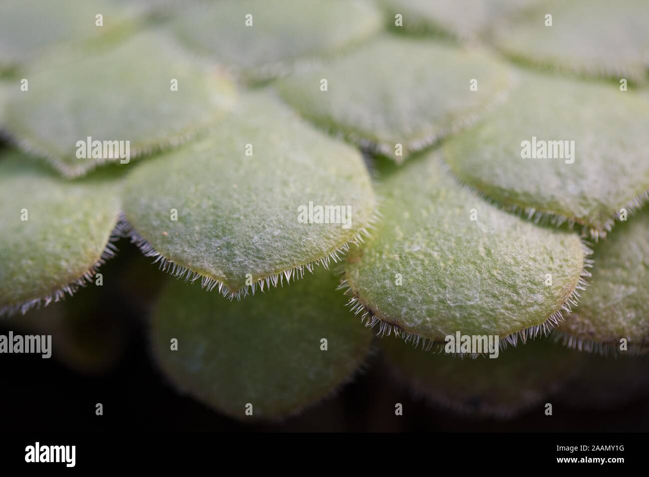 Aeonium tabuliforme plante. Banque D'Images