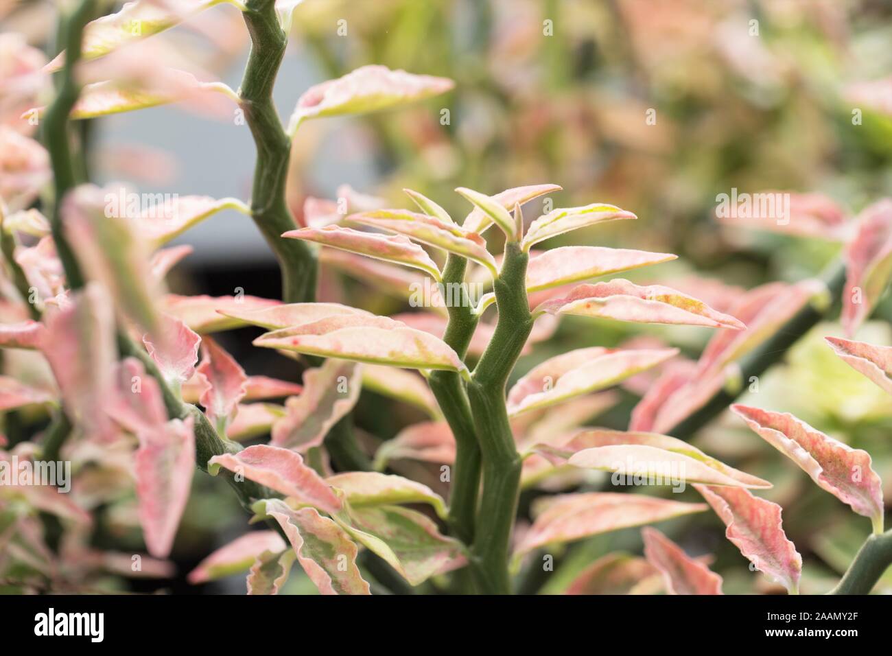 Pedilanthus tithymaloides plante. Banque D'Images