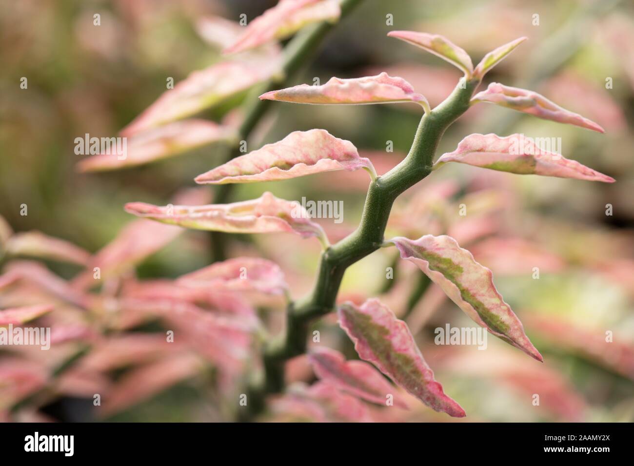 Pedilanthus tithymaloides plante. Banque D'Images