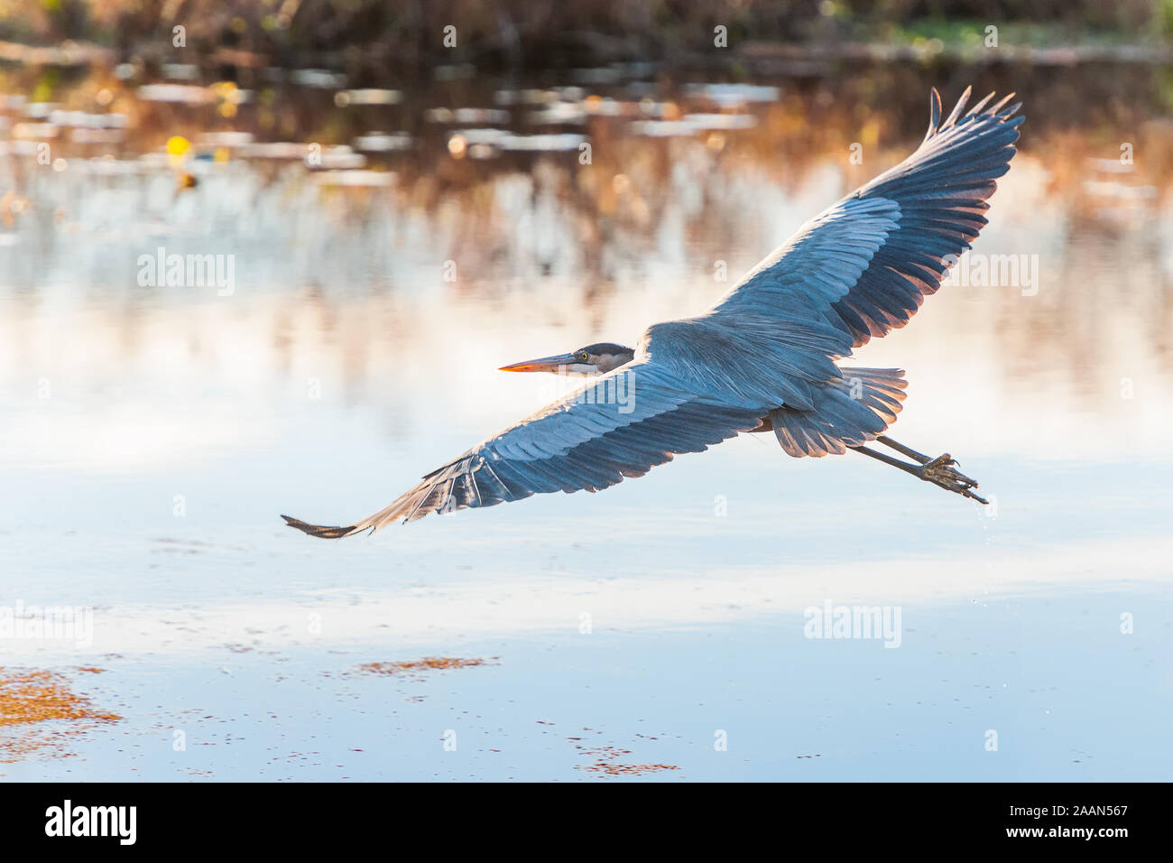 Grand Héron (Ardea herodias) en vol.Bombay Hook National Wildlife Refuge.Montana.USA Banque D'Images Grand Héron (Ardea herodias) en vol.Bombay Hook National Wildlife Refuge.Montana.USA Banque D'Images