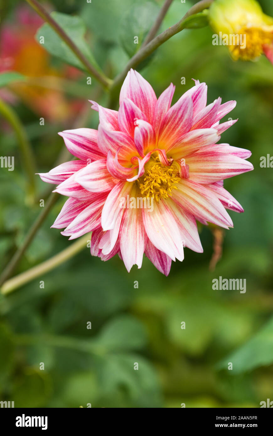 GROS PLAN D'UNE SEULE FLEUR DE DALIA À RAYURES ROSE ET BLANC. Banque D'Images
