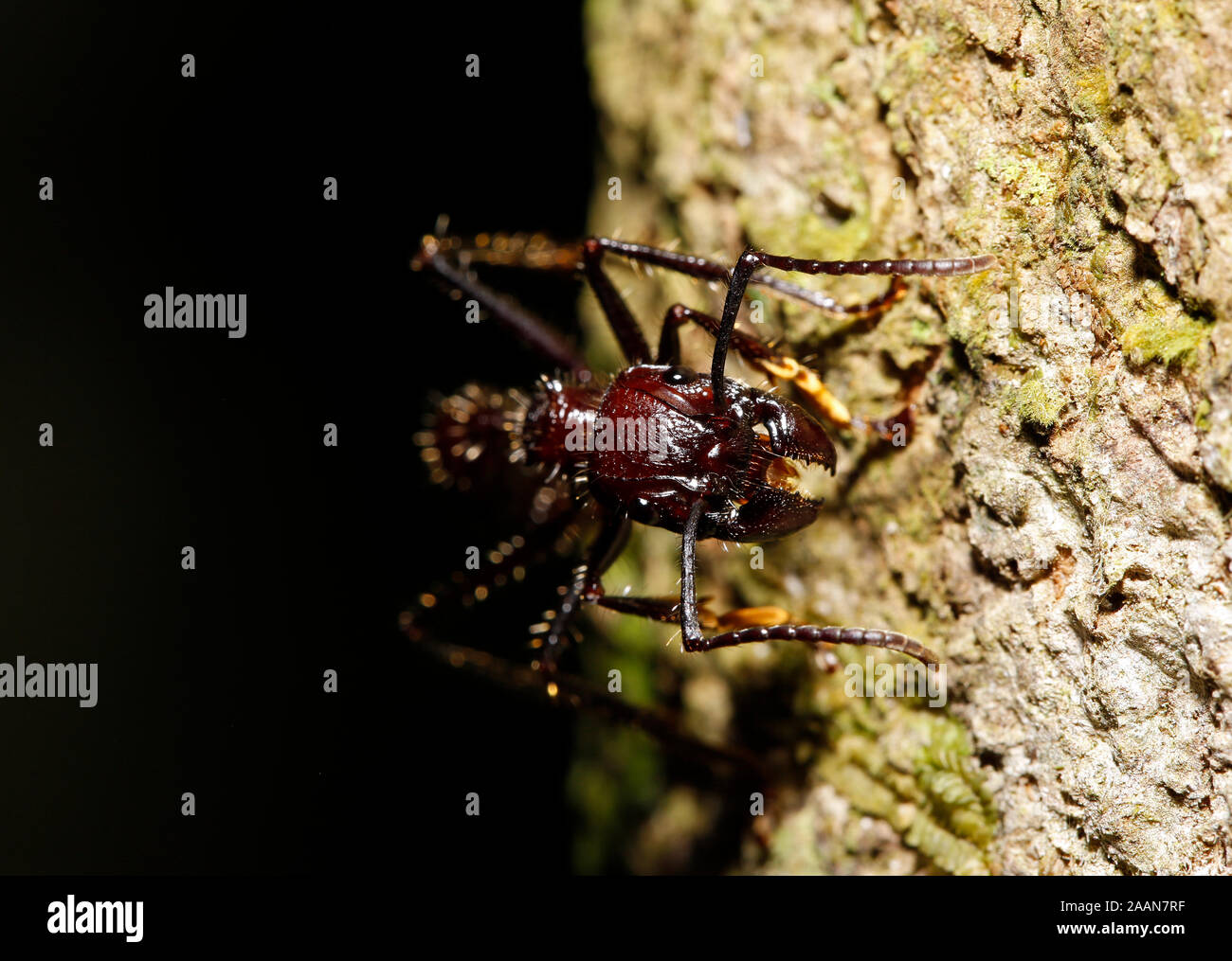 Close-up of a Bullet ant de l'avant. Tambopata, forêt amazonienne, le Pérou Banque D'Images