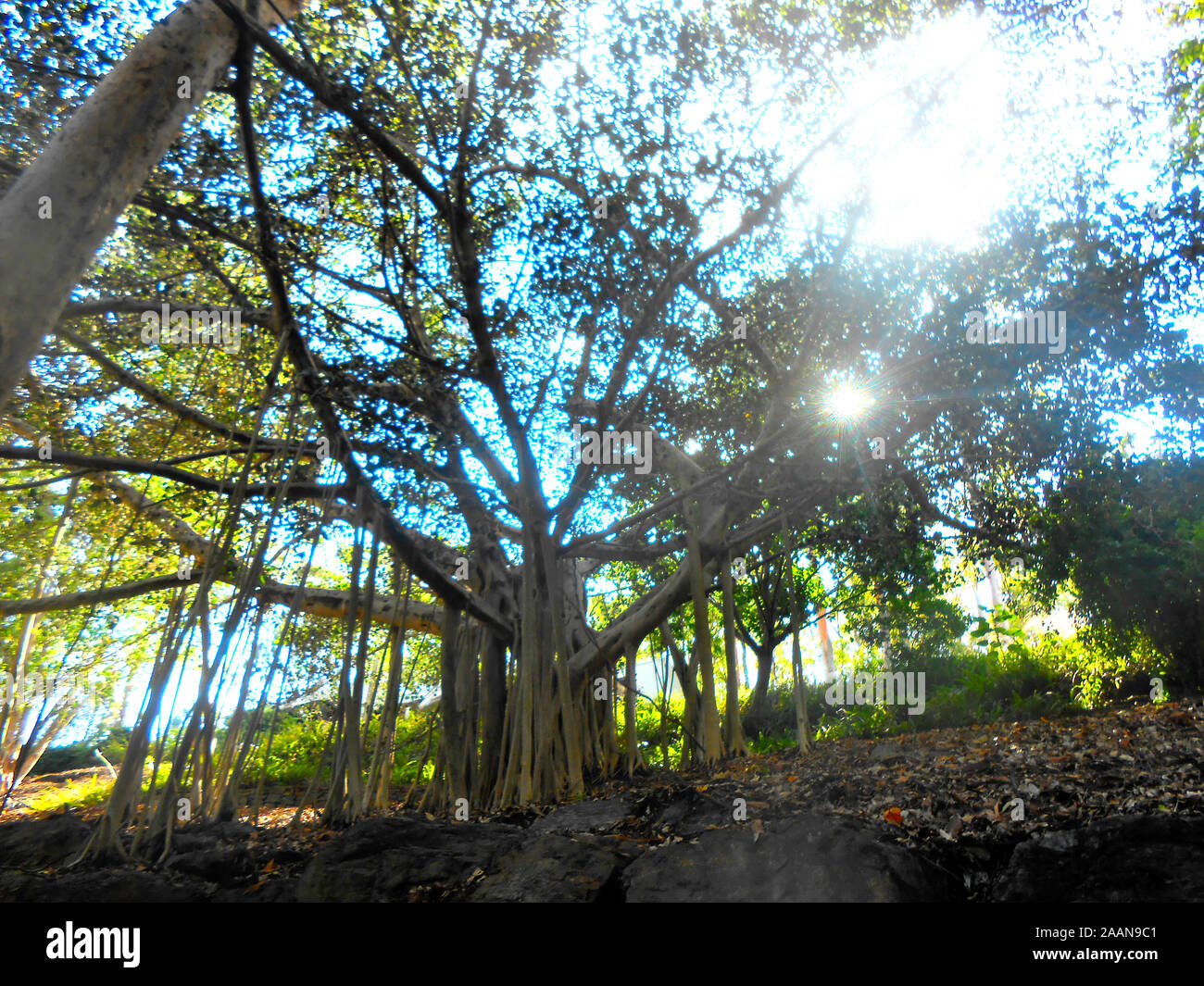 Banyan Tree avec de nombreuses racines et le soleil brille à travers les feuilles au Mont Coo Tha Botanical Gardens Brisbane Queensland Australie Banque D'Images