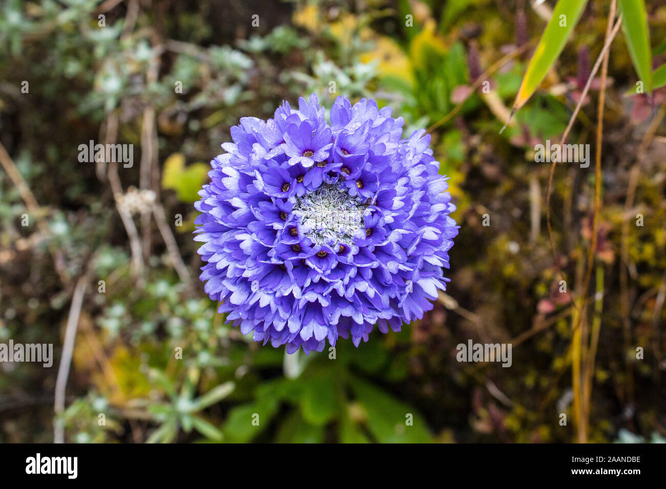 Primula glomerata, plantes fleurs alpines de Primulaceae famille, habituellement trouvés dans les montagnes de l'Himalaya à une altitude supérieure à 3000m Banque D'Images