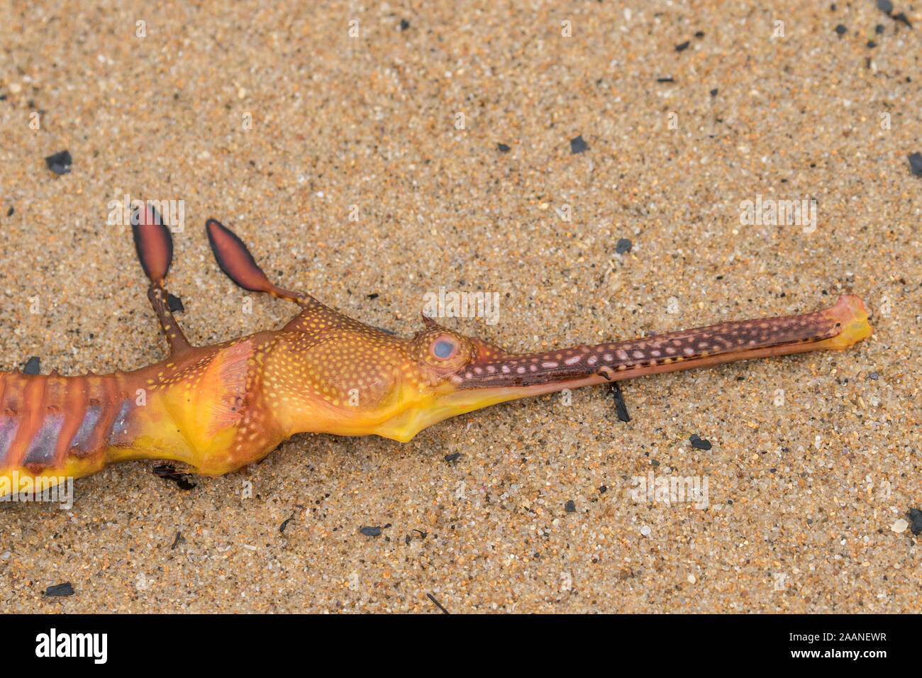Sea Dragon de mauvaises herbes Banque D'Images