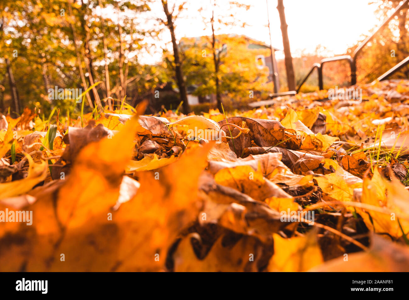 Autumn esclaves sur le sol au soleil rougeoyant Göteborg, Suède Banque D'Images