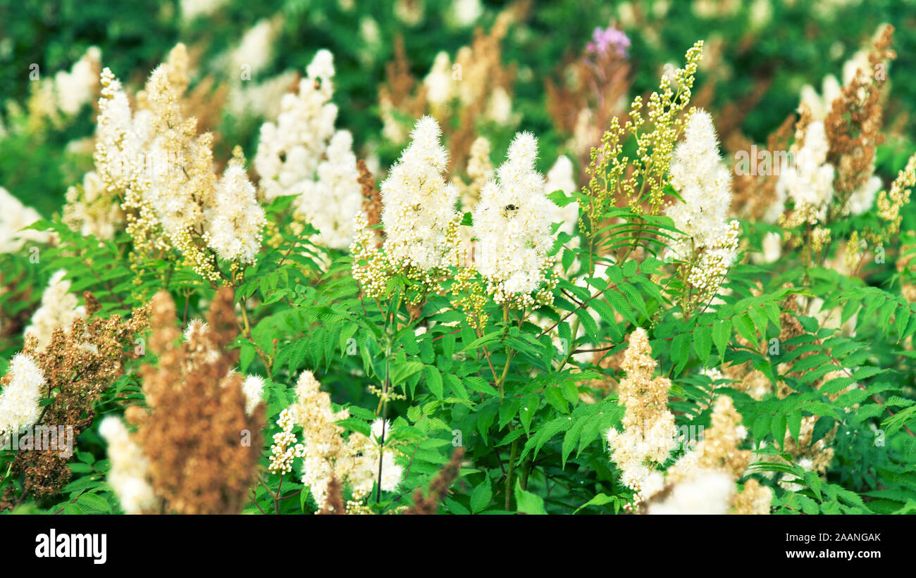 Spiraea à feuilles étroites (Spiraea alba) dans un pré dans une clairière de la forêt Banque D'Images