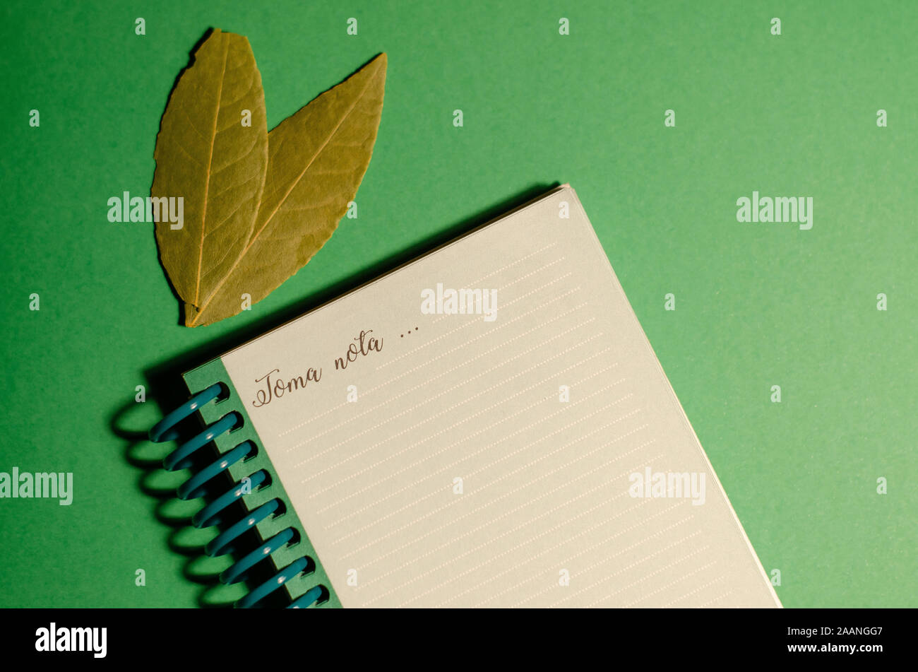 Ordinateur portable reposant sur une surface verte à côté de deux feuilles d'olivier, studio photo. Les images d'arrière-plan d'un bloc-notes. Vie vert fond d'écran. Banque D'Images