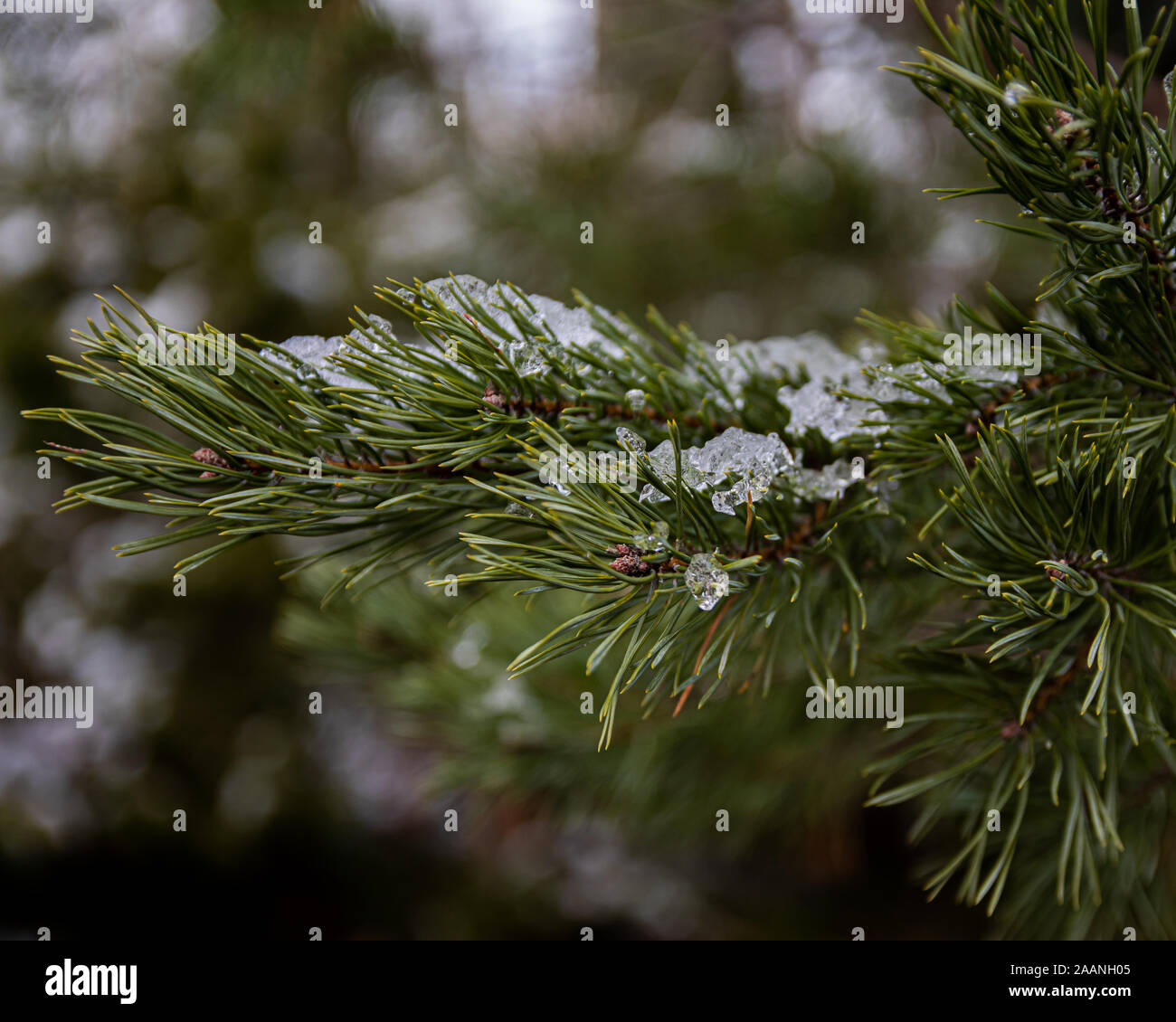 Première neige Banque D'Images