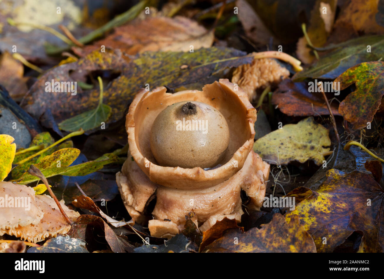 Earthstar à collier, une espèce de puffball, dans la litière Banque D'Images