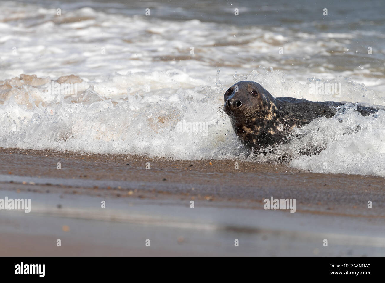 Les phoques gris dans la mer. Banque D'Images