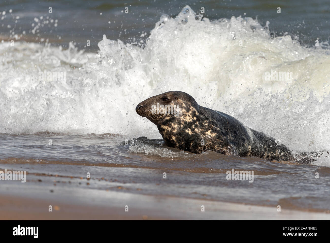 Les phoques gris dans la mer. Banque D'Images