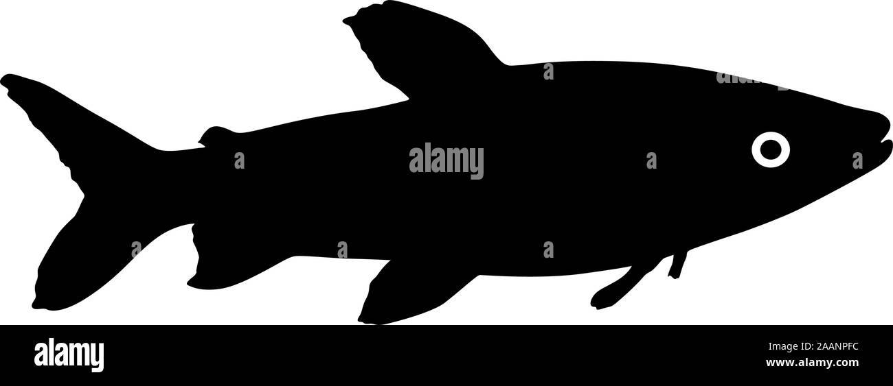 Silhouette noire de poissons d'aquarium sur fond blanc. Illustration de Vecteur