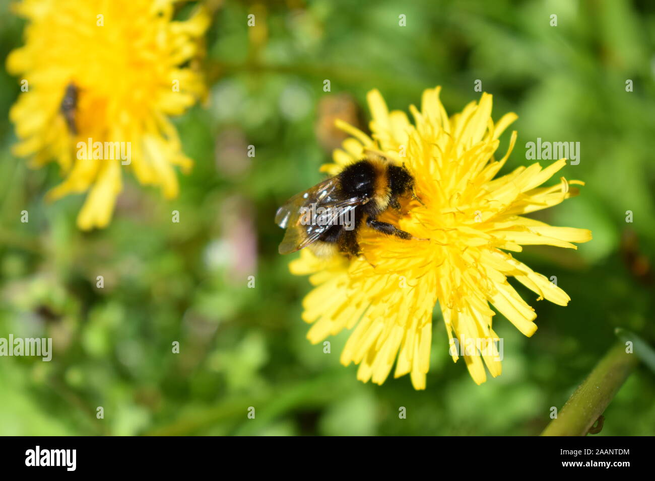Bourdon sur fleur de pissenlit Banque D'Images