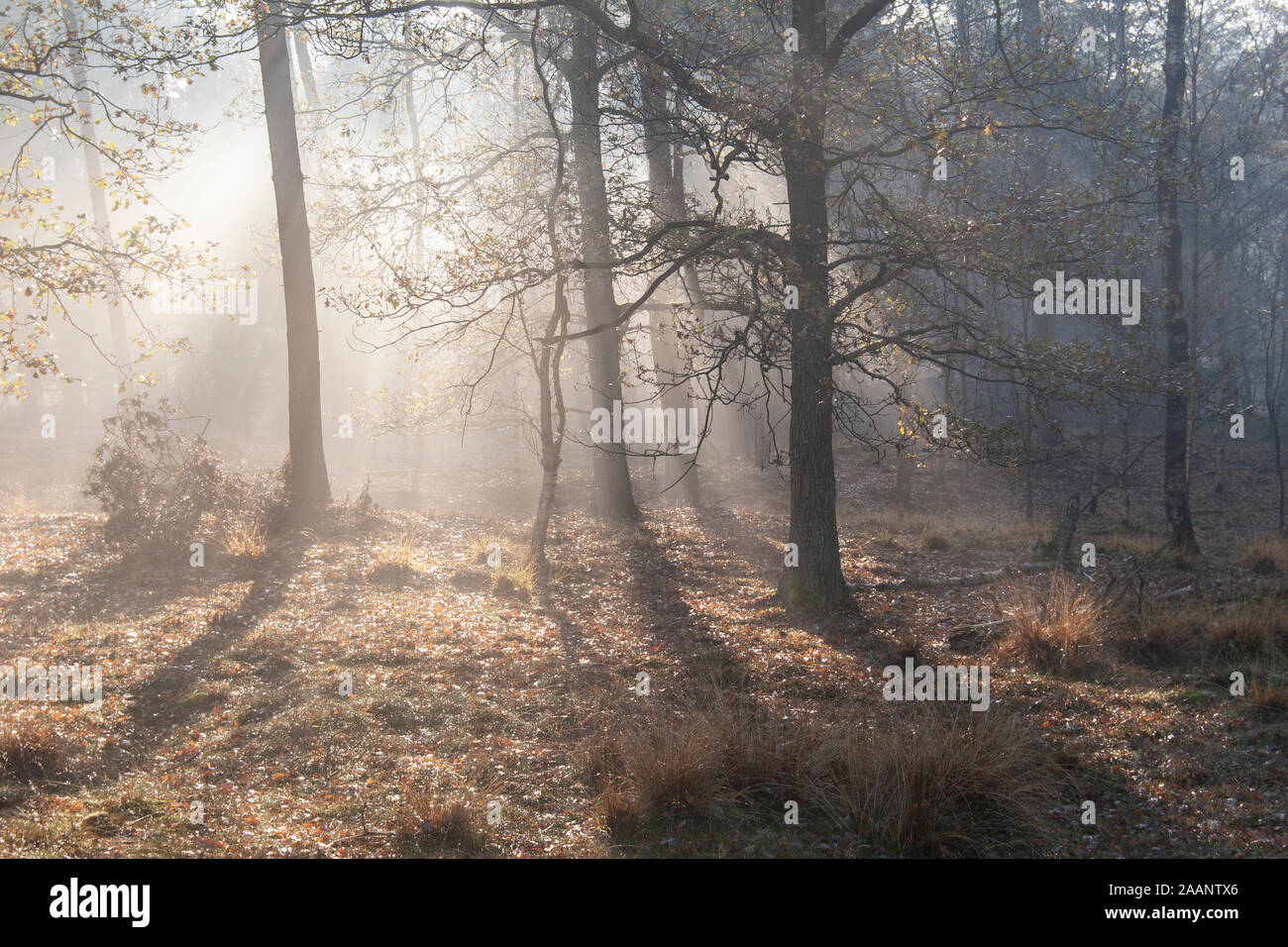 Rayons brillent à travers les arbres sur tôt le matin dans la forêt Banque D'Images