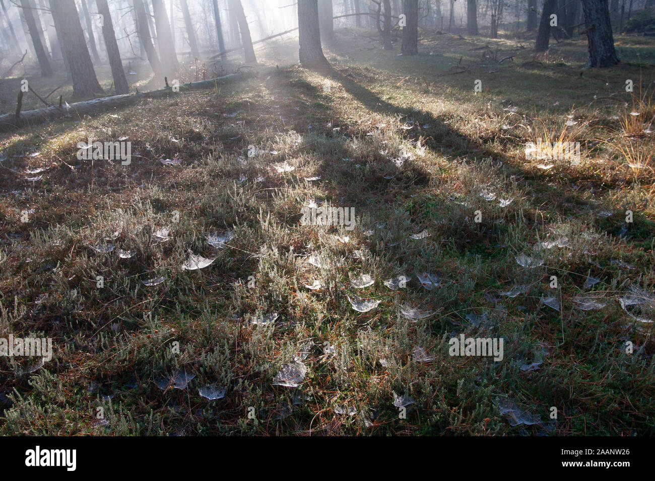 Rayons brillent à travers les arbres sur tôt le matin dans la forêt Banque D'Images