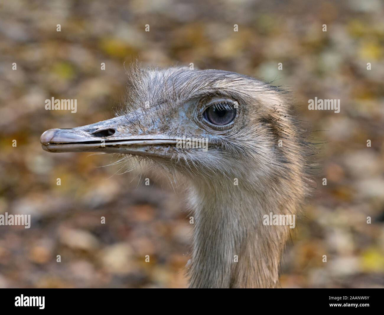 Rhea argentina Banque de photographies et d’images à haute résolution ...