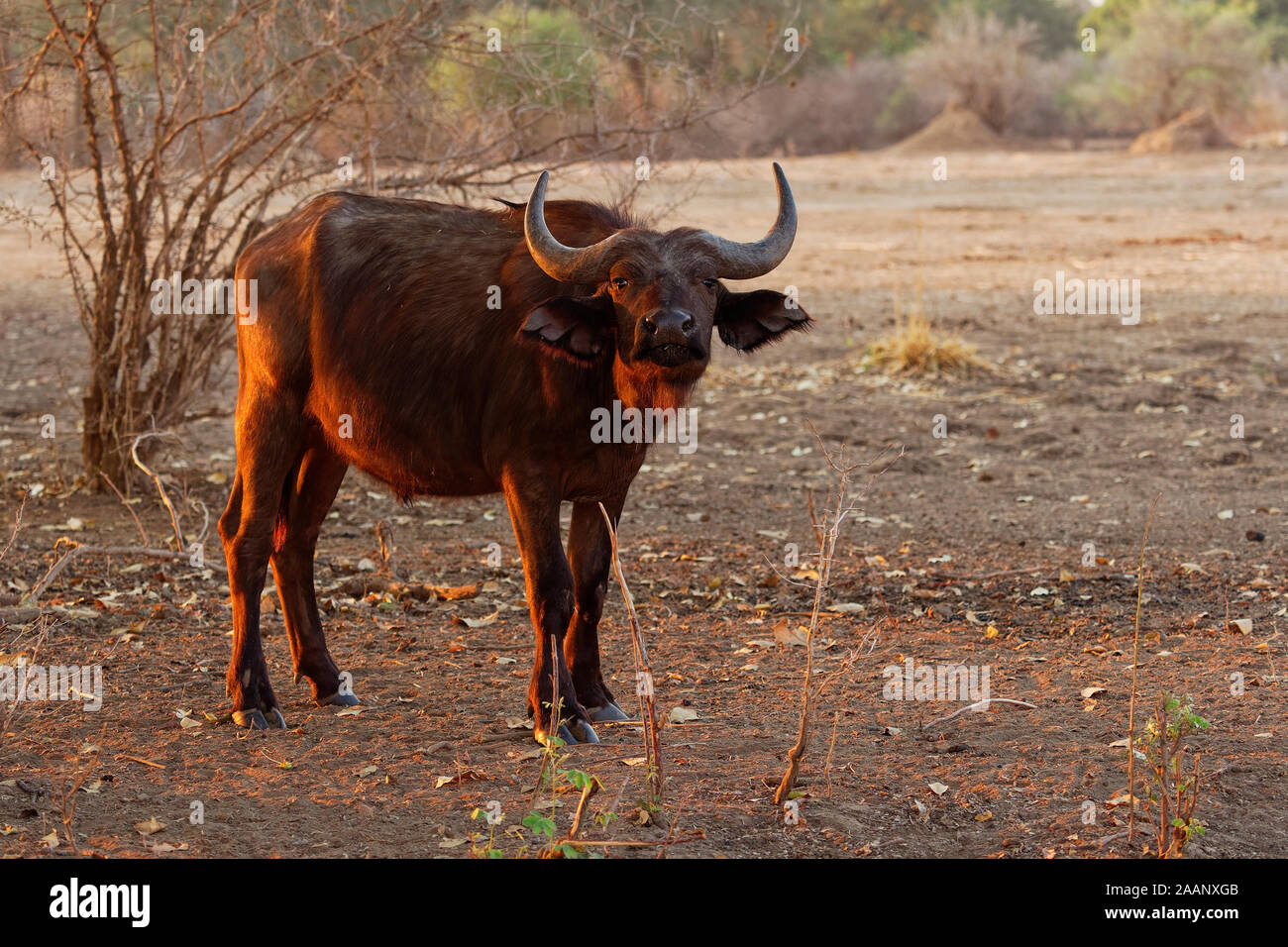 Buffle d'Afrique - Syncerus caffer ou buffle est un grand l'Afrique subsaharienne. Portrait dans le bush au Zimbabwe avec Red-billed Oxpecker (Bu Banque D'Images