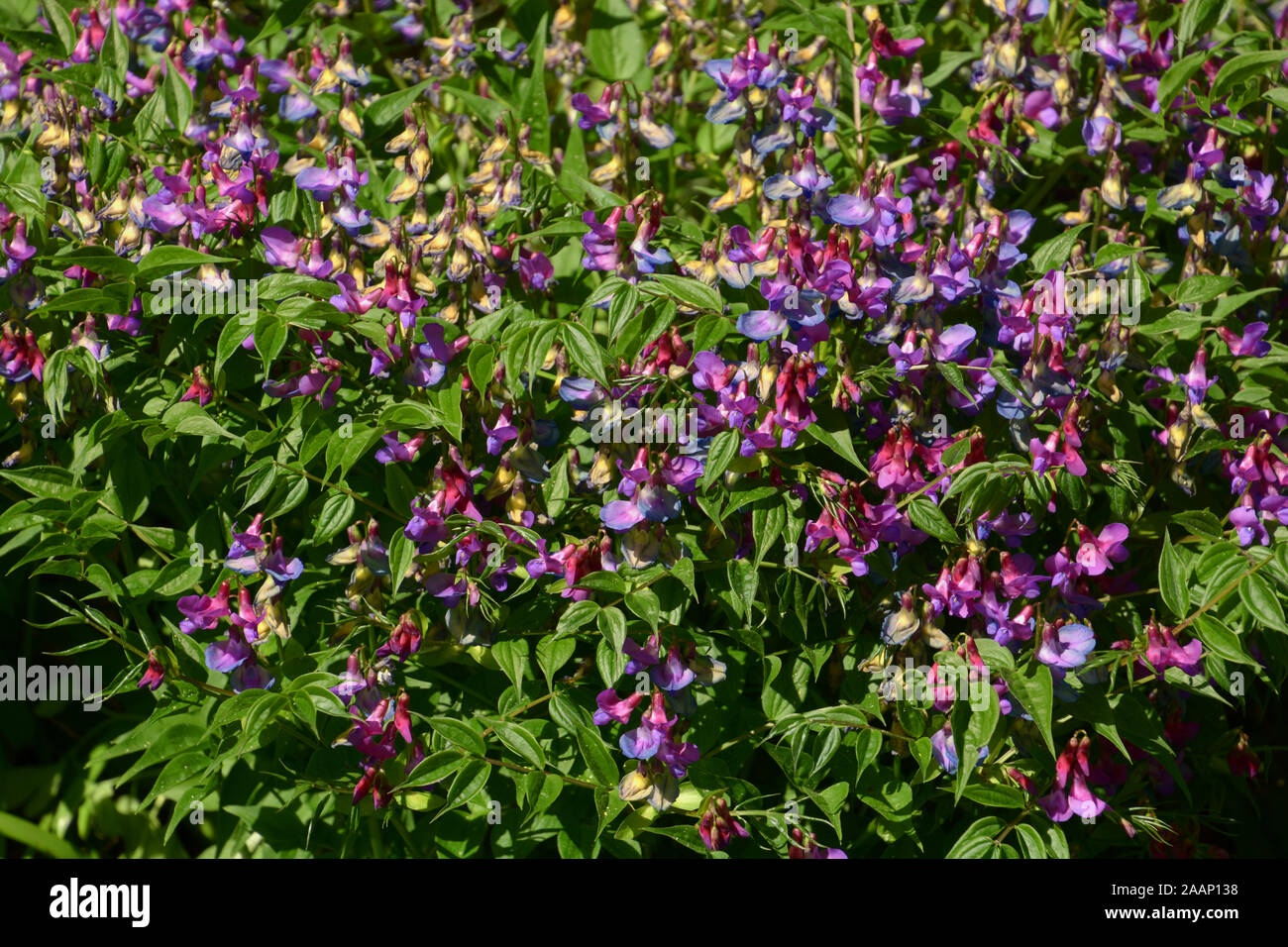 La vesce de printemps fleurs de printemps background, close-up view de lathyrus vernus gesse de printemps ou en fleur Banque D'Images