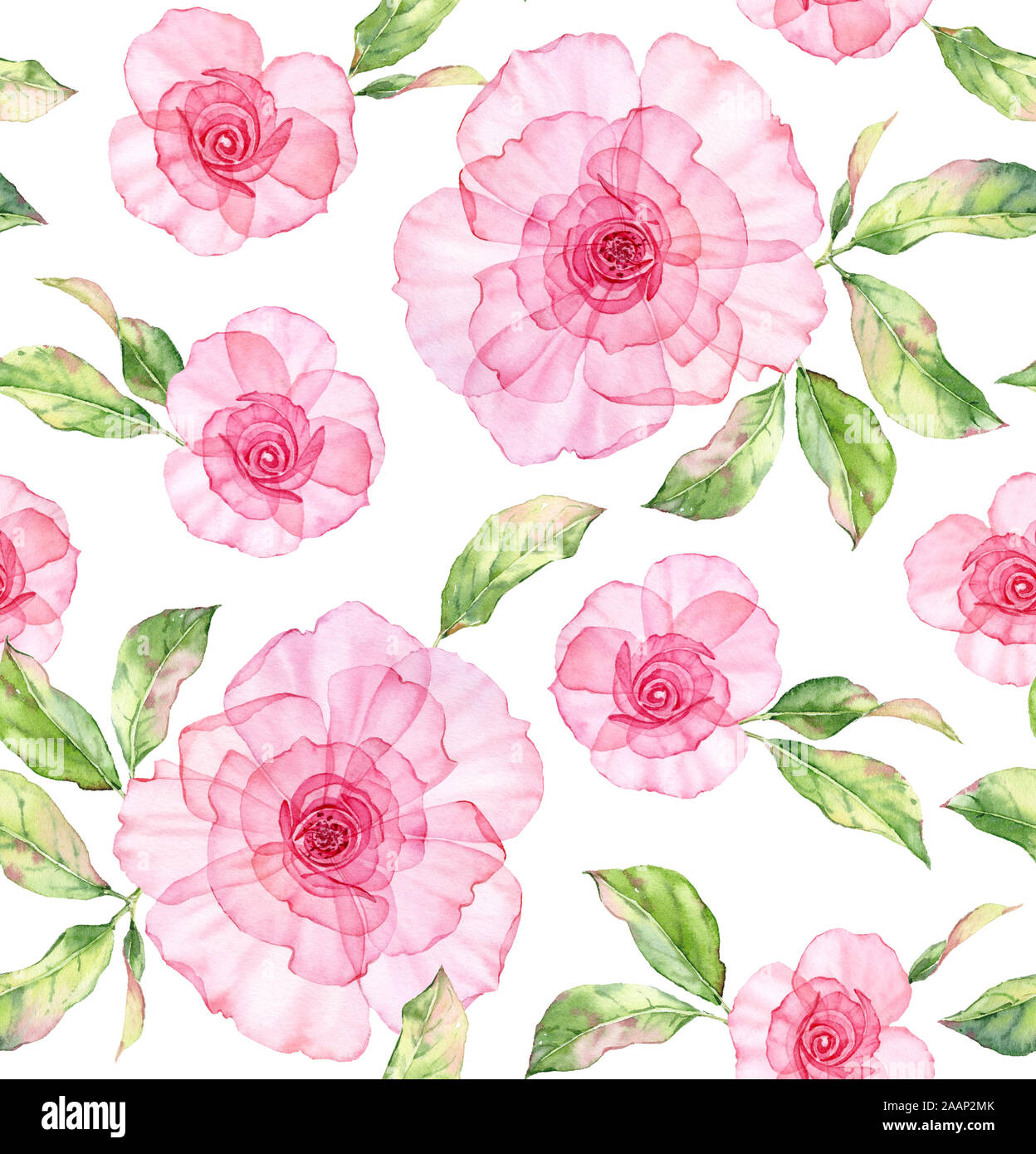 L'aquarelle transparente rose. Motif florale. La main isolé avec de grandes fleurs illustration détaillée et feuilles tendres au papier peint Banque D'Images