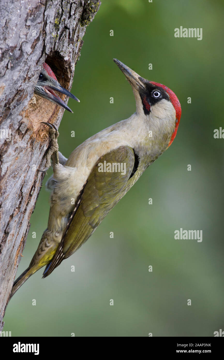 Grünspecht Alt- und Jungvogel Banque D'Images