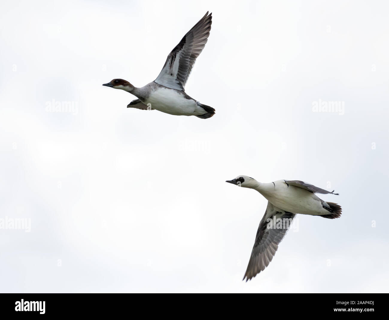 Drake et femelle smews volant le long ensemble dans le ciel printanier nuageux Banque D'Images