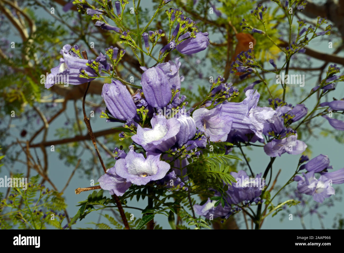 Jacaranda mimosifolia est un arbre originaire d'Amérique du Sud mais est largement plantée ailleurs à cause de ses fleurs attrayantes. Banque D'Images