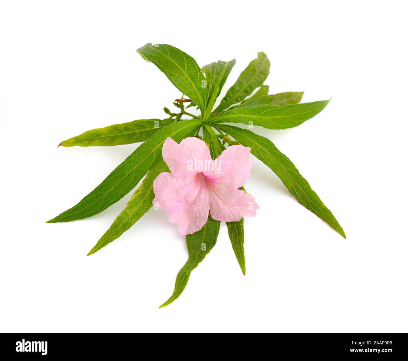 Ruellia simplex, le pétunia, mexicaine ou bluebell Britton's wild pétunia. Isolated on white Banque D'Images