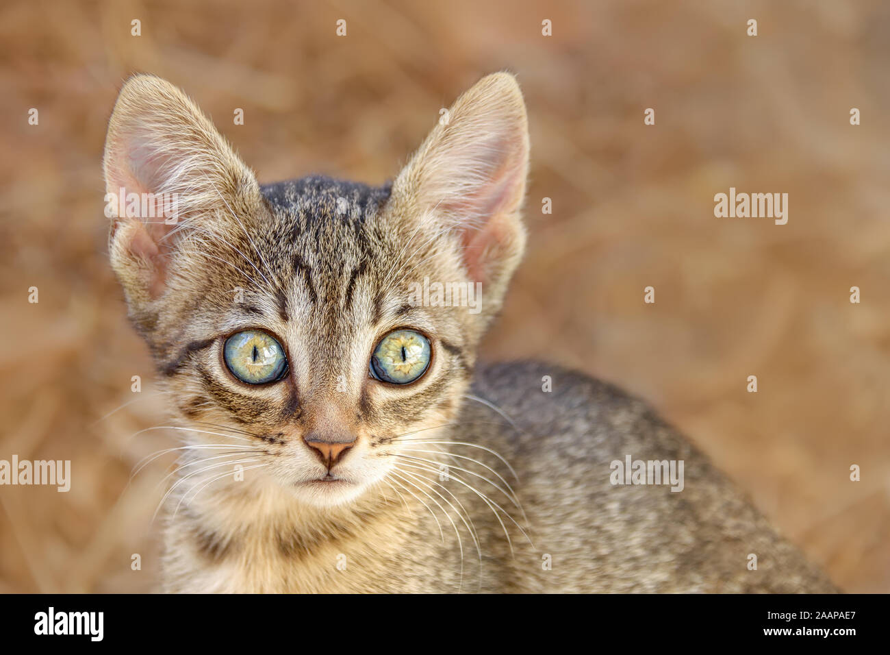 Cute young brown tabby cat kitten à attentivement avec de beaux grands yeux de couleur, d'un close-up portrait, Grèce, Europe Banque D'Images