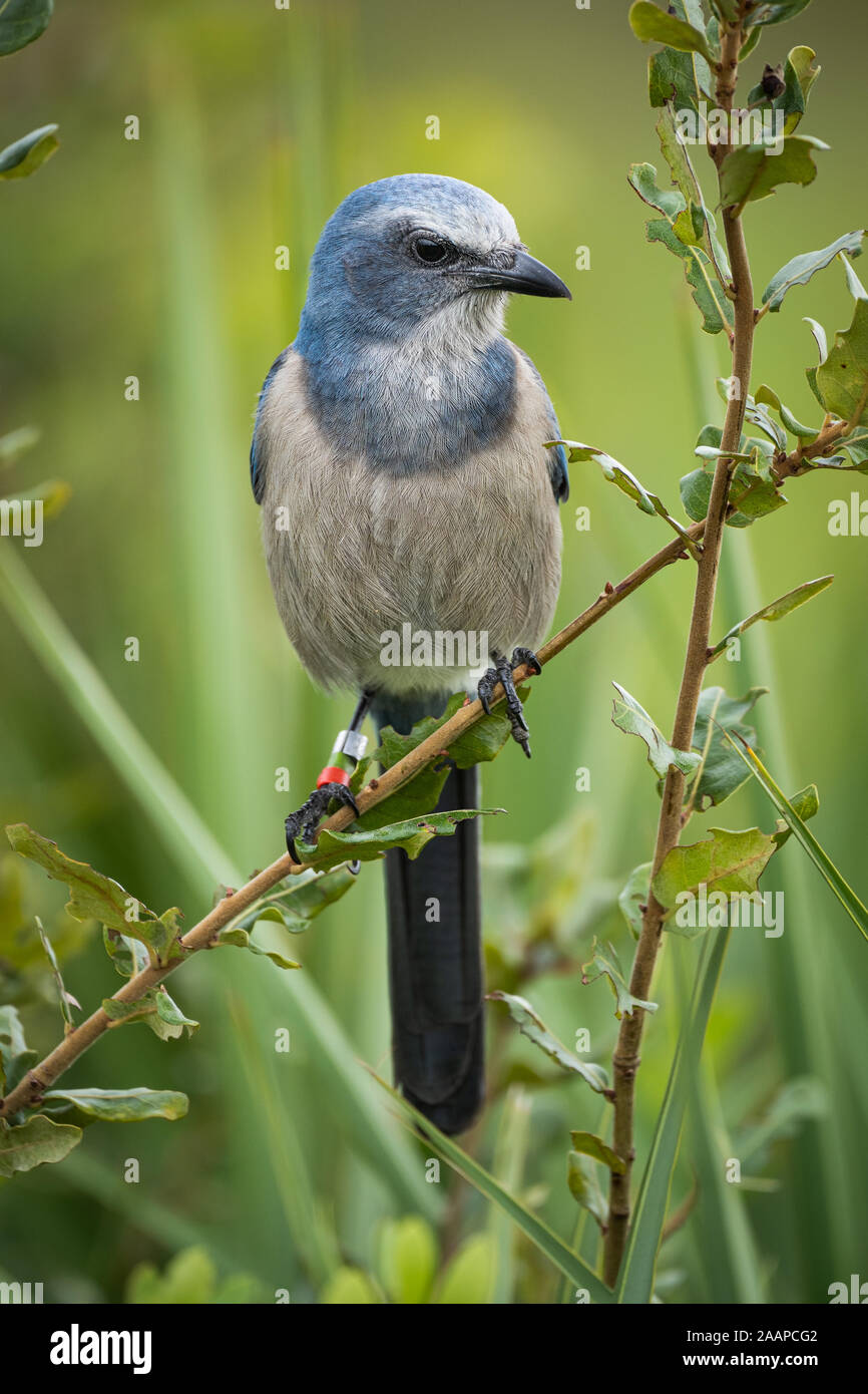 Florida Scrub Jay Banque D'Images