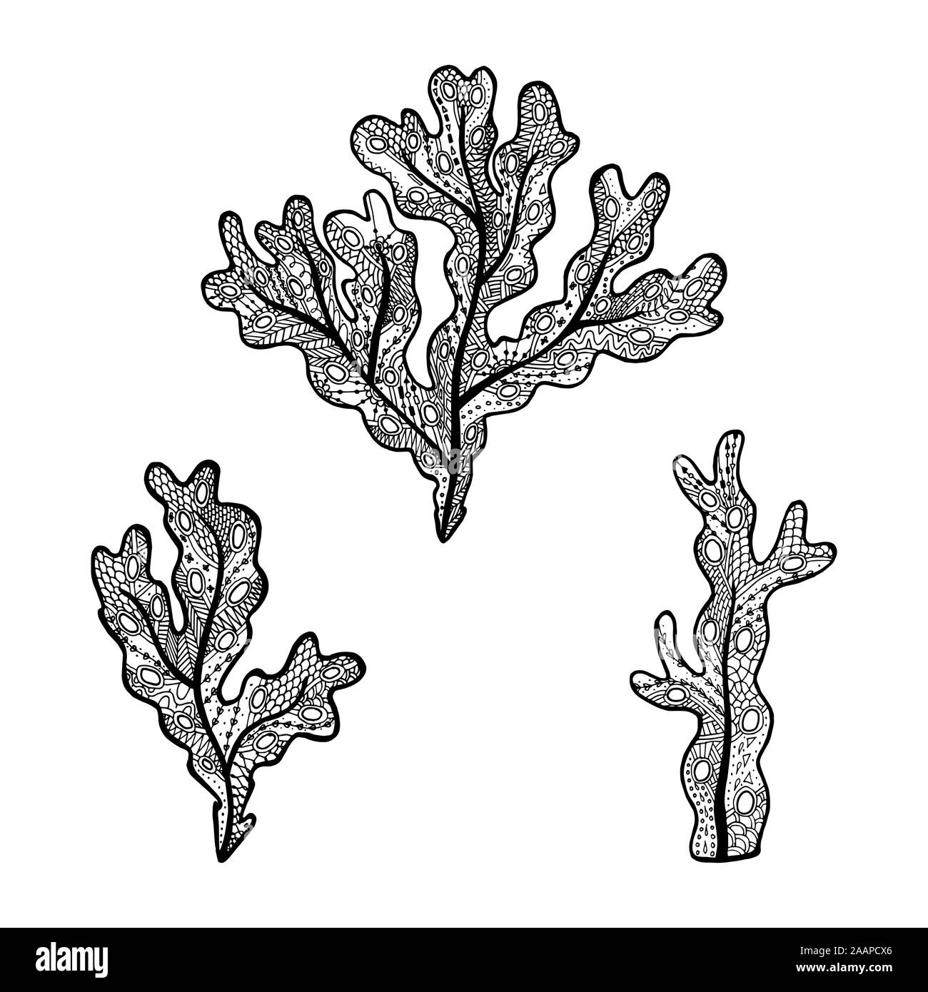 Vector illustration d'algues à la main du fucus -. Livre à colorier - zendala pour la relaxation et la méditation. Concept pour restaurant menu Carte, Illustration de Vecteur