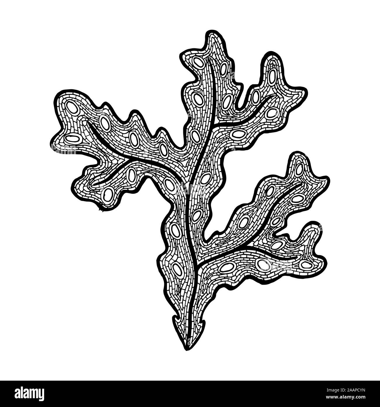 Vector illustration de Fucus dessiné à la main. Livre à colorier - zendala pour la relaxation et la méditation. Symbole de la belle peau et corps mince Illustration de Vecteur