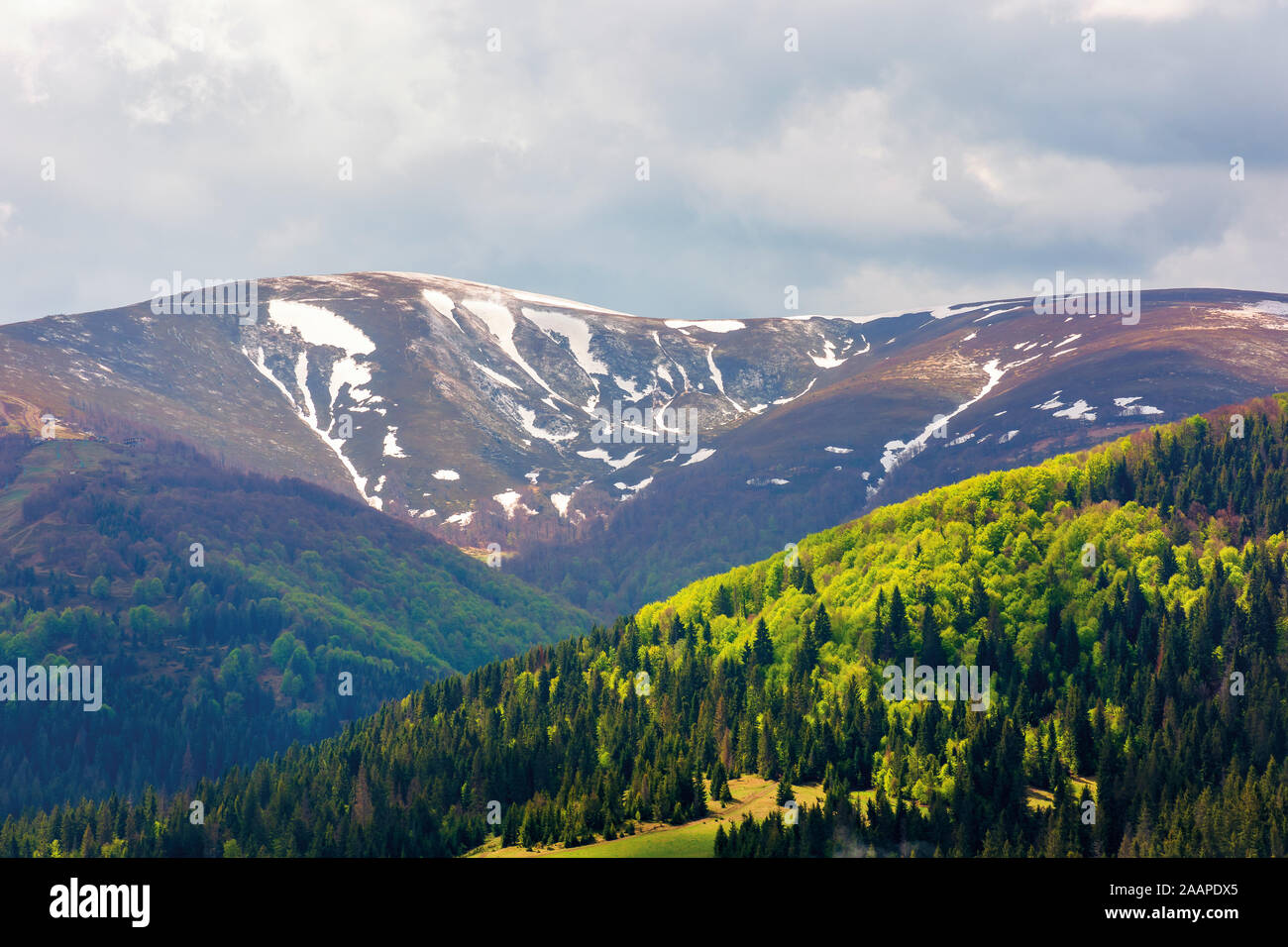 Mountain View hymba au printemps. une partie de la crête borzhava des Carpates ukrainiennes situé dans la région de Transcarpathie. sommet avec des taches de neige. forêt dans le gre Banque D'Images