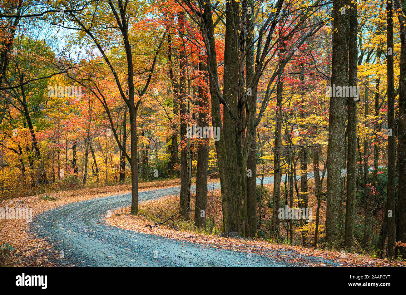Route de campagne de la Forêt d'automne en automne dans les montagnes Blue Ridge. Blowing Rock Caroline du Nord. Route de gravier autour de la courbe à travers le feuillage d'automne de pointe. Banque D'Images