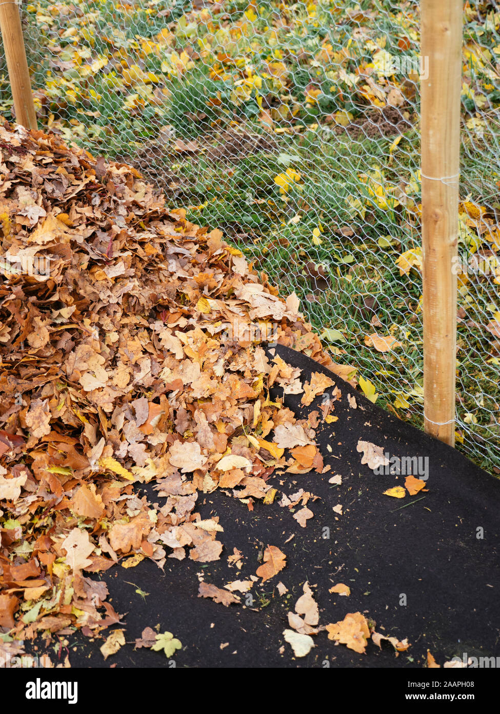 Cage à feuilles avec revêtement de sol biodégradable rempli de feuilles pour faire la moisissure des feuilles. Banque D'Images